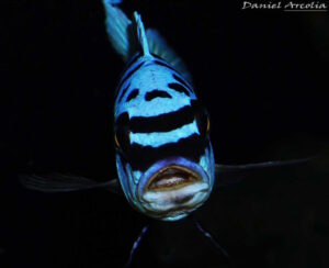 Metriaclima fainzilberi 'Maison Reef'